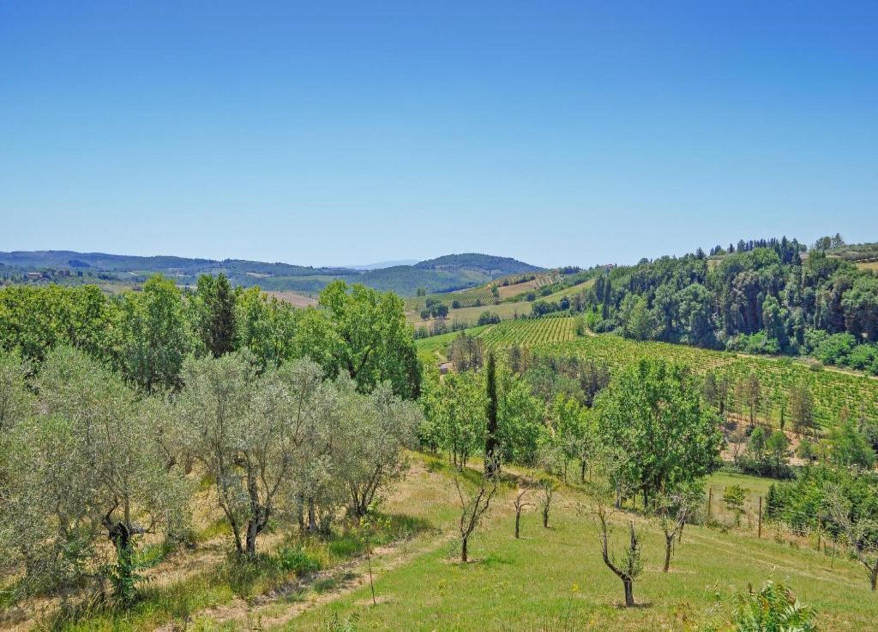 A vineyard landscape with rows of grapevines and trees.