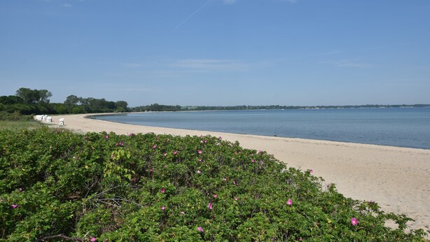 A beach with a sandy shore, a clear blue sky, and some greenery in the foreground. - Lovely Holiday Home in Zierow With Terrace (Zierow)