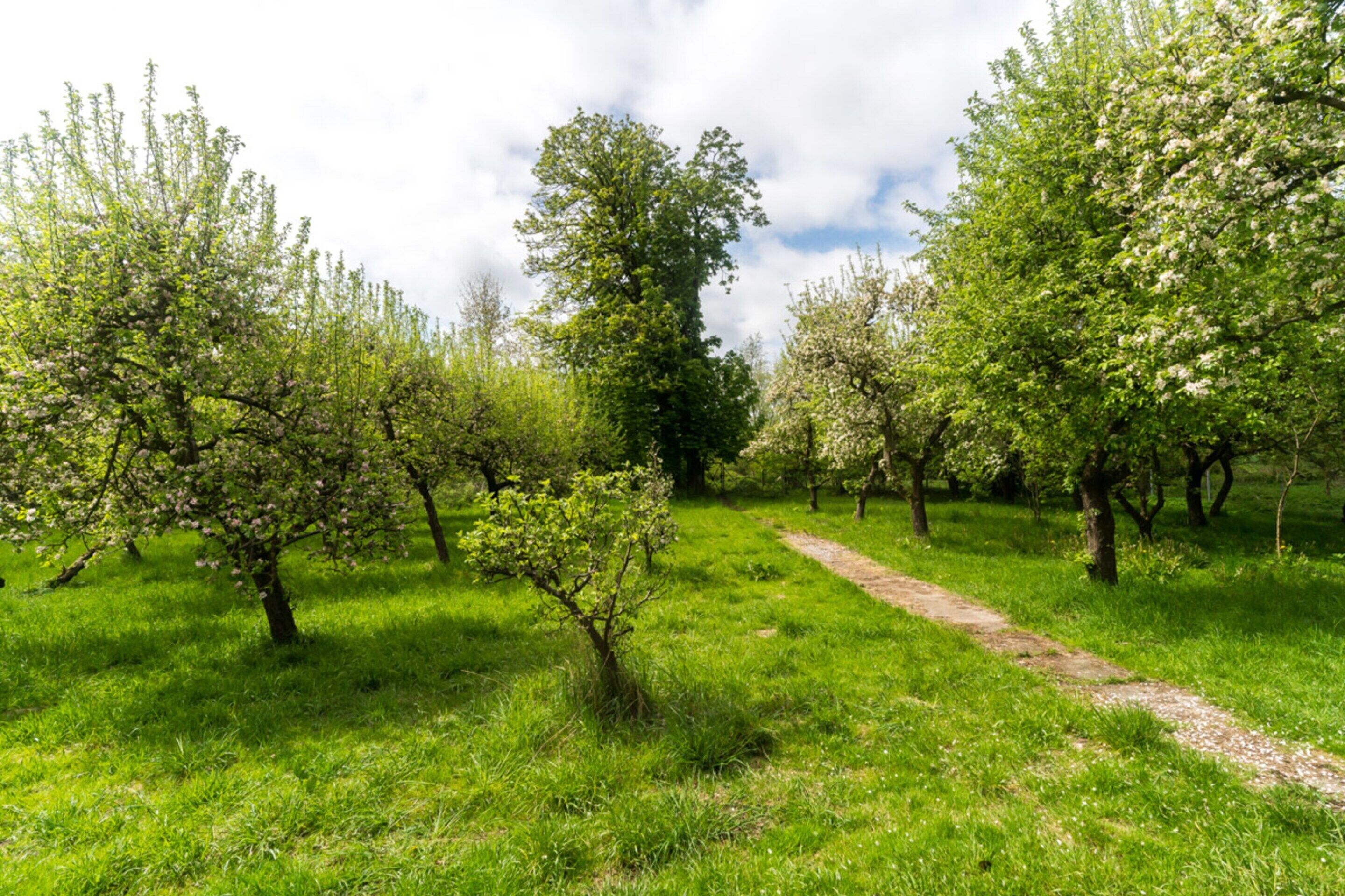 A lush orchard with a dirt path.
