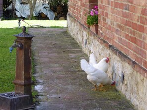 Interior detail - Lovely Farmhouse in Tuscany With Panoramic View (Castelnuovo Berardenga)