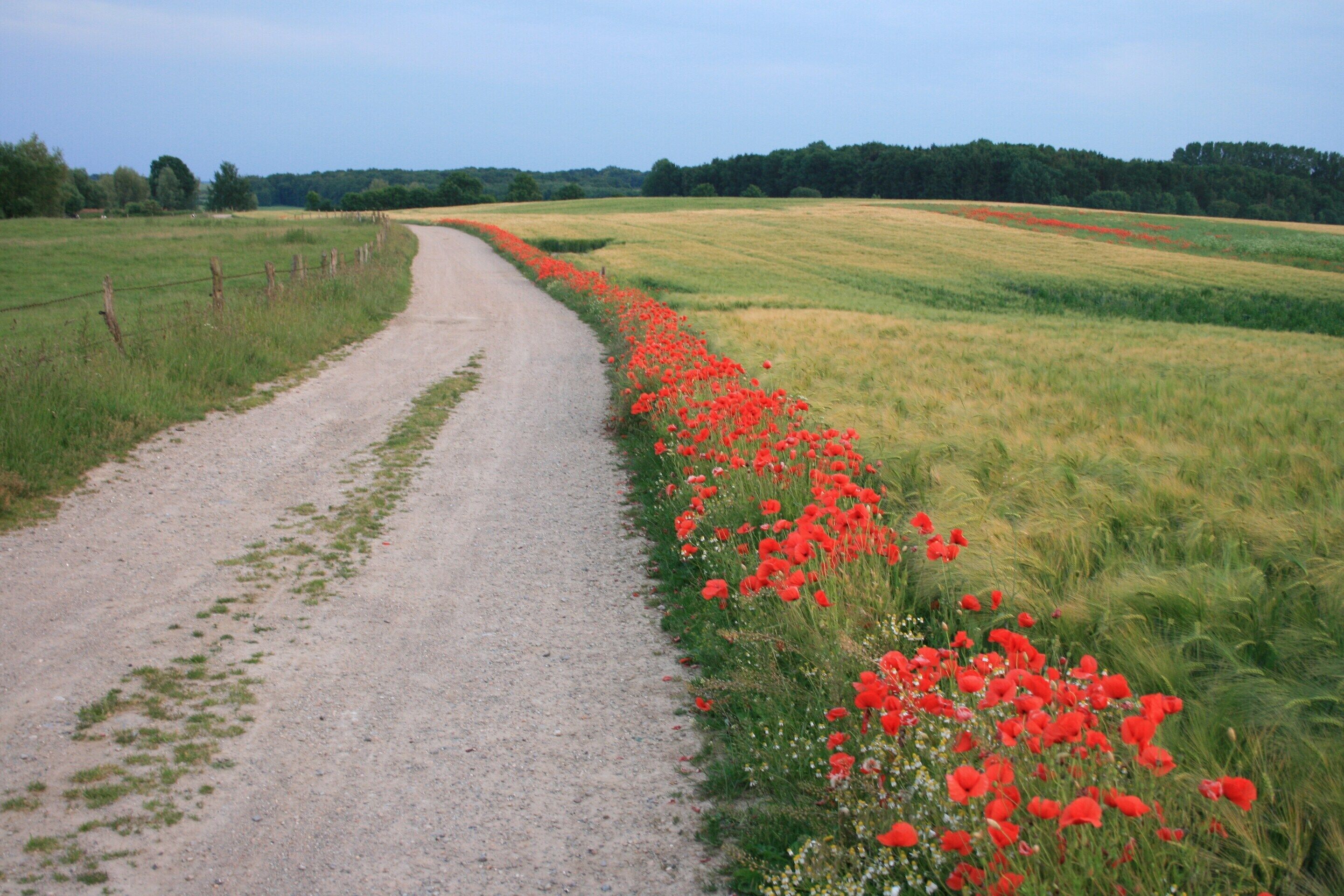 A rural road flanked by fields and a fence.