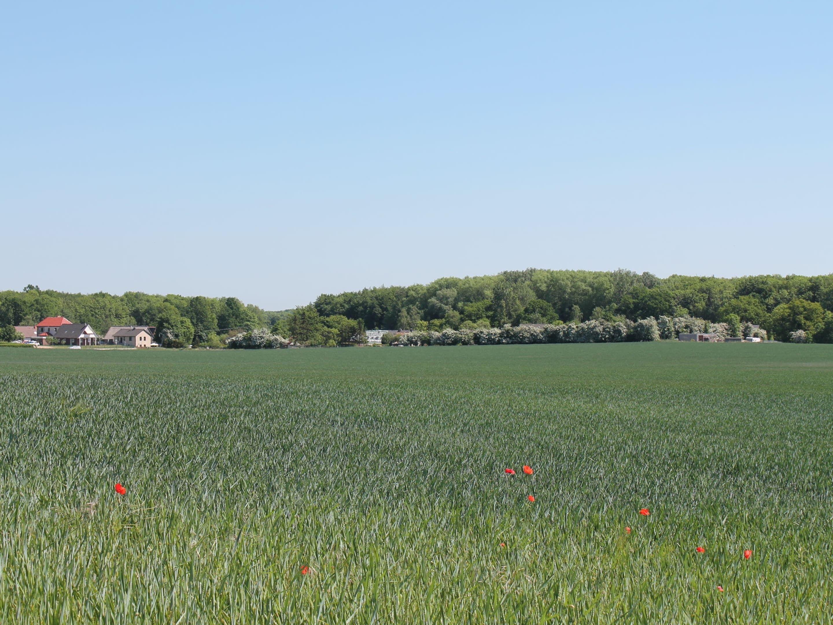 Een uitgestrekt veld met enkele rode bloemen en een verre groep gebouwen met rode daken.