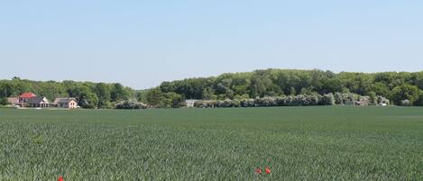 Un campo extenso con algunas flores rojas y un grupo distante de edificios con tejados rojos.
