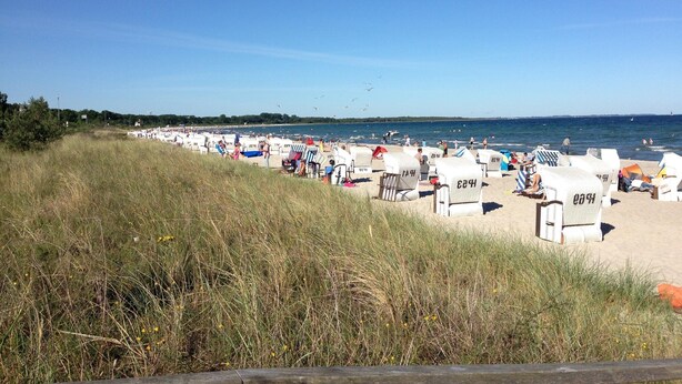 Ein Strand mit mehreren Reihen Sonnenliegen und Sonnenschirmen, eine Rasenfläche im Vordergrund und ein klarer, blauer Himmel.