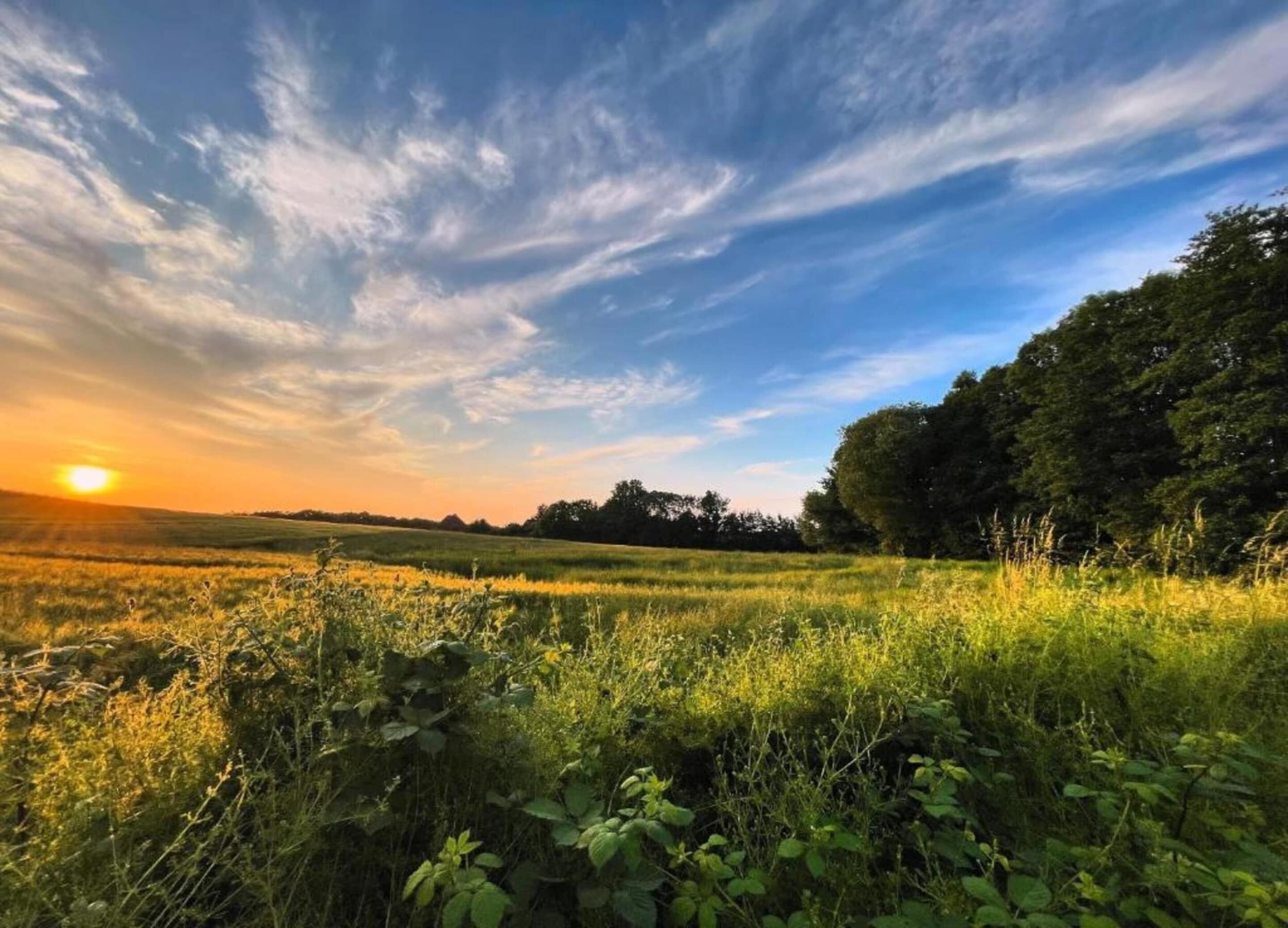 A field with a sunset in the background and a line of trees on the right.