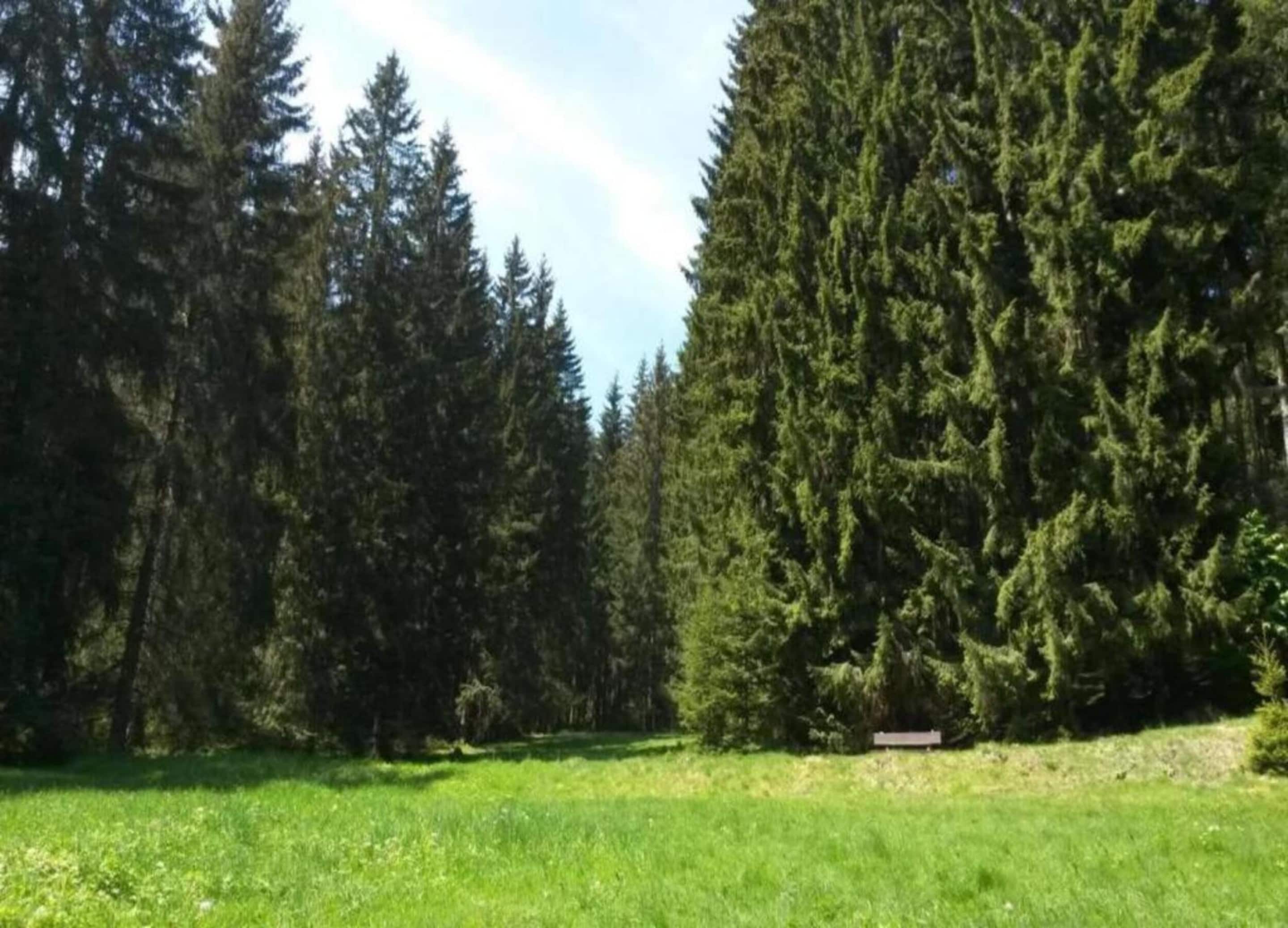 Um campo gramado com árvores perenes altas e um banco.