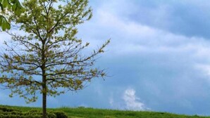 Un albero in un giardino curato, con cielo sereno.