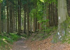 Un'area boschiva con un sentiero sterrato e un albero contrassegnato con una 'R'.