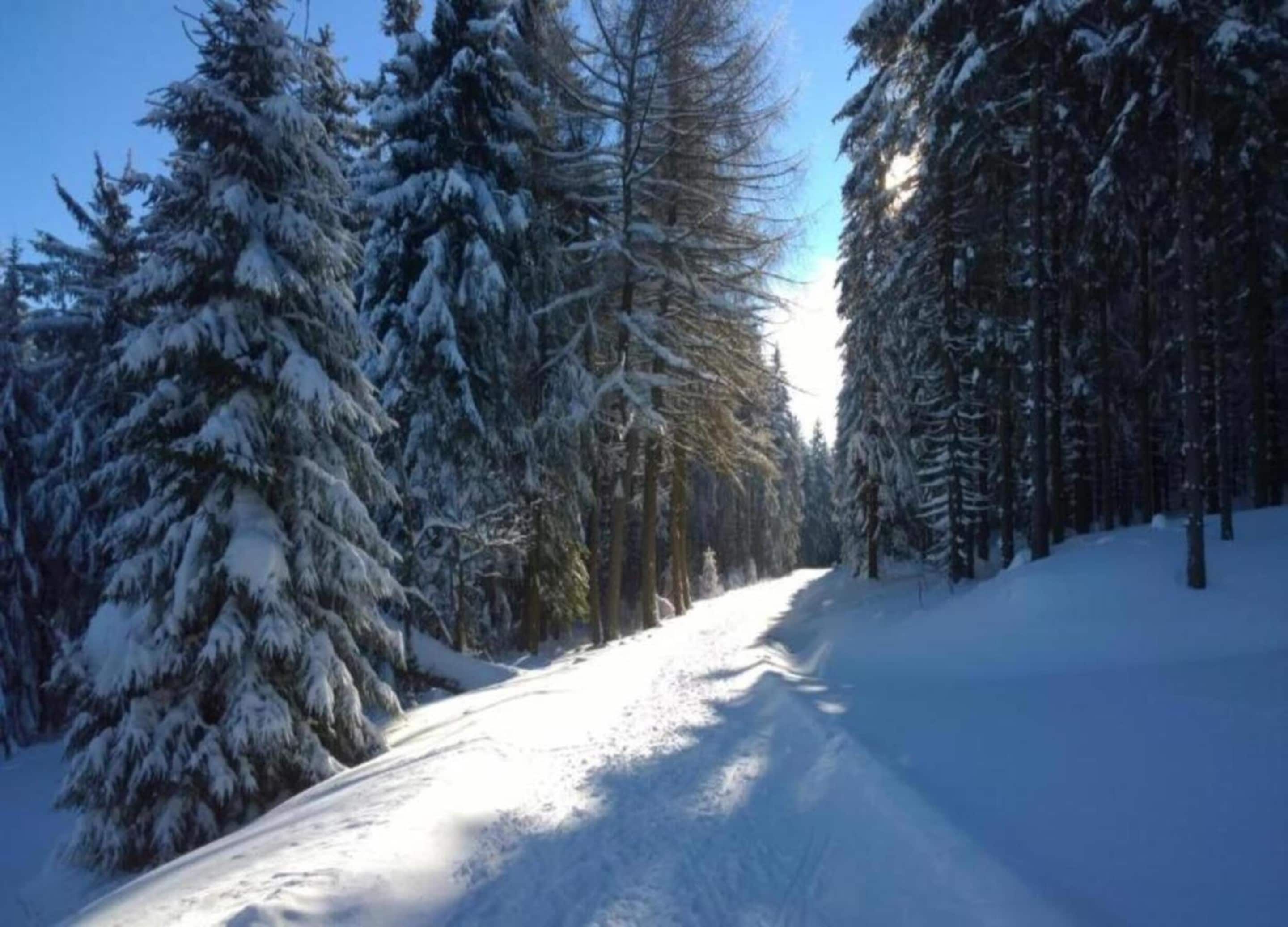 Uma estrada florestal coberta de neve.