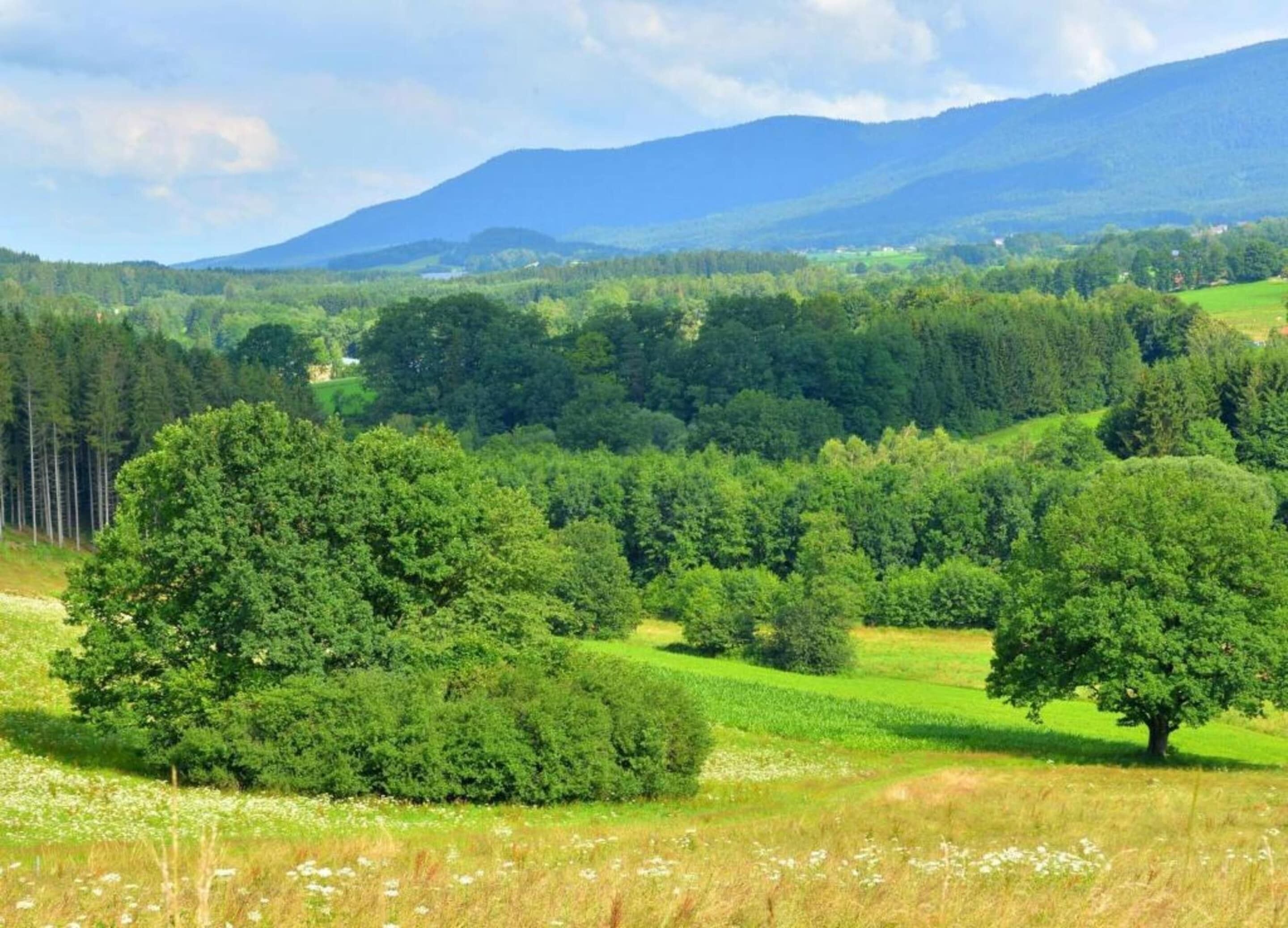 A lush green landscape with dense forests and rolling hills.