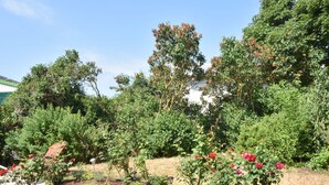 A garden with various plants and flowers, including roses, and a lawn area. - Inviting Apartment in Wendelstorf With Communal Garden (Bastorf)