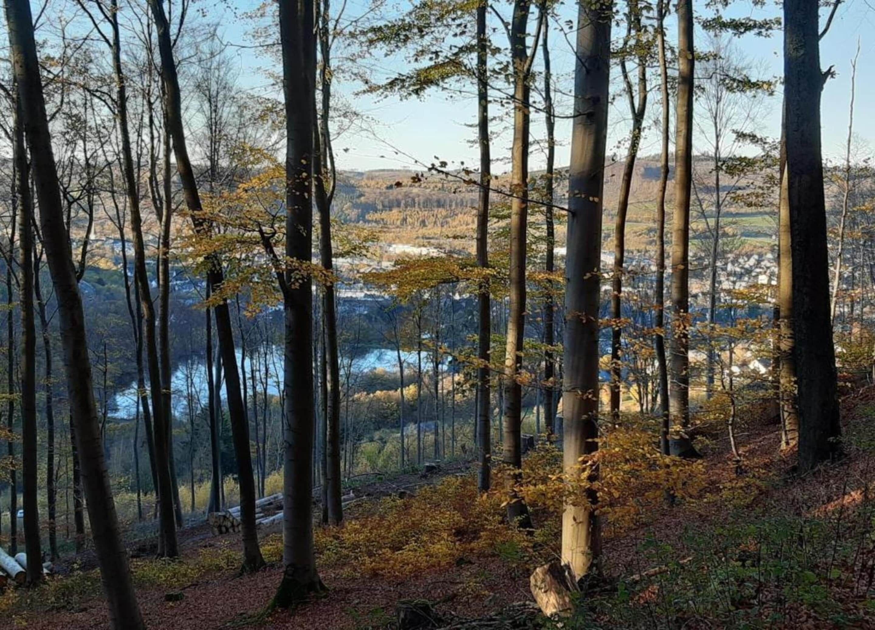 A forested area with tall trees and a distant view of a town.