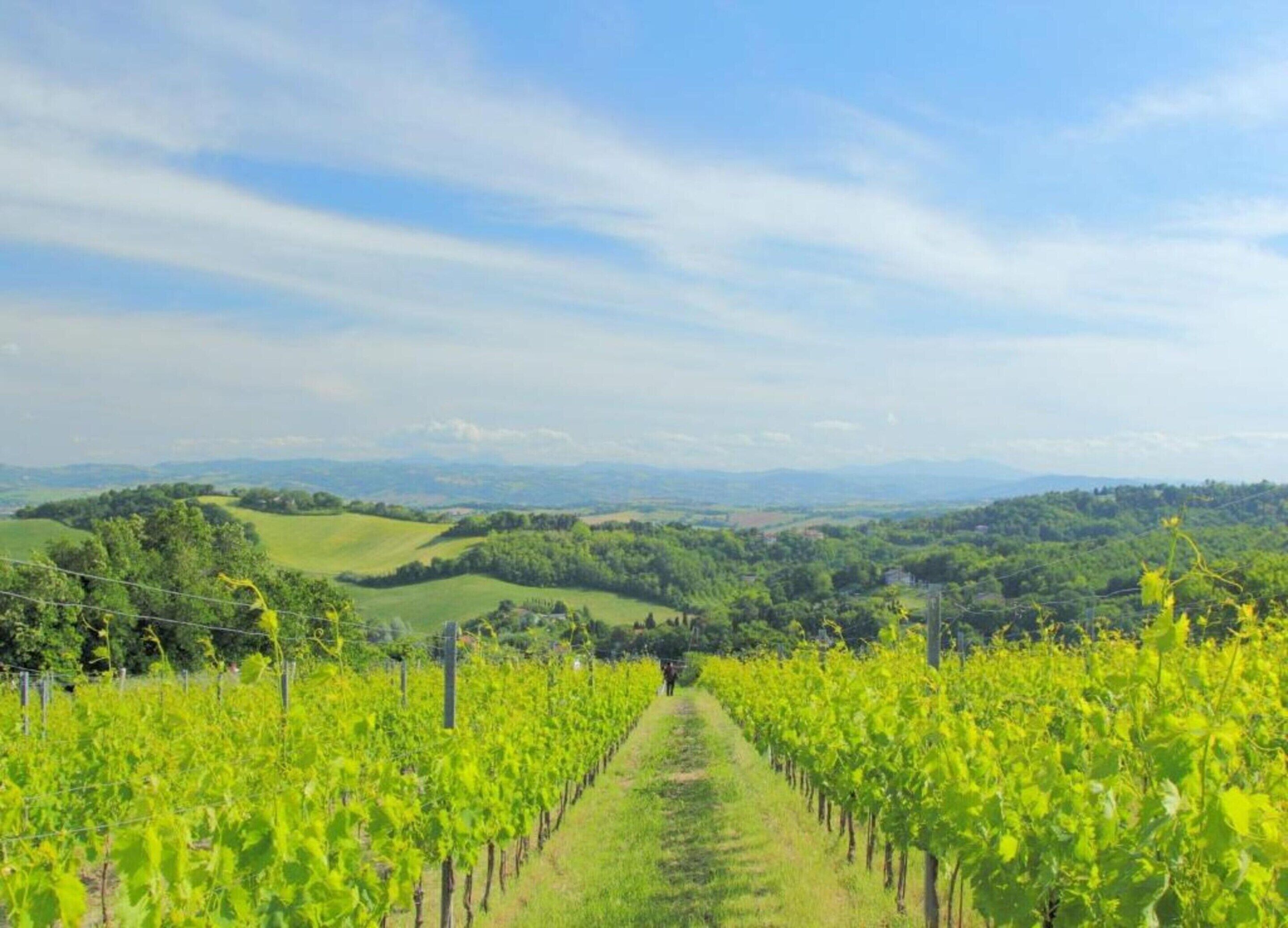 A vineyard with rows of grapevines extending into the distance, surrounded by rolling hills and a clear sky.