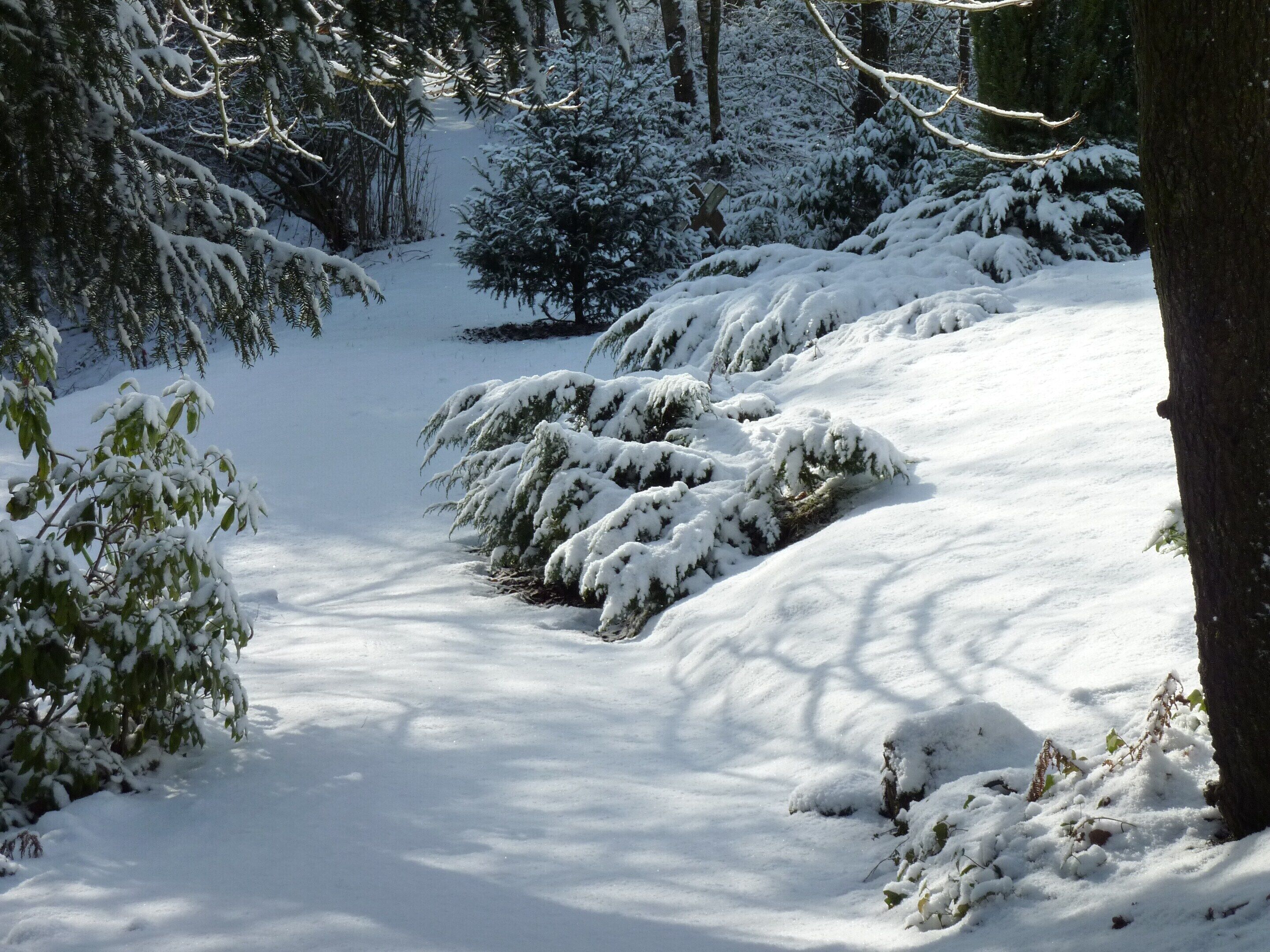 A snow-covered forest path with trees and bushes.