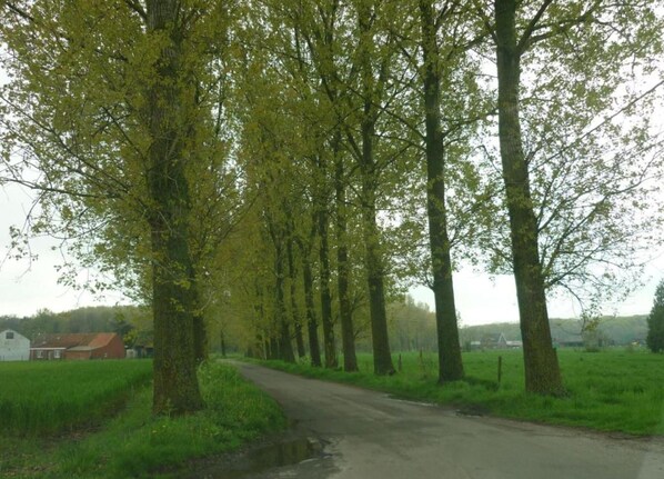 A rural road flanked by tall trees with a barn and open fields in the background. - Beautiful Holiday Home in Cul-des-sarts With Garden (Couvin)