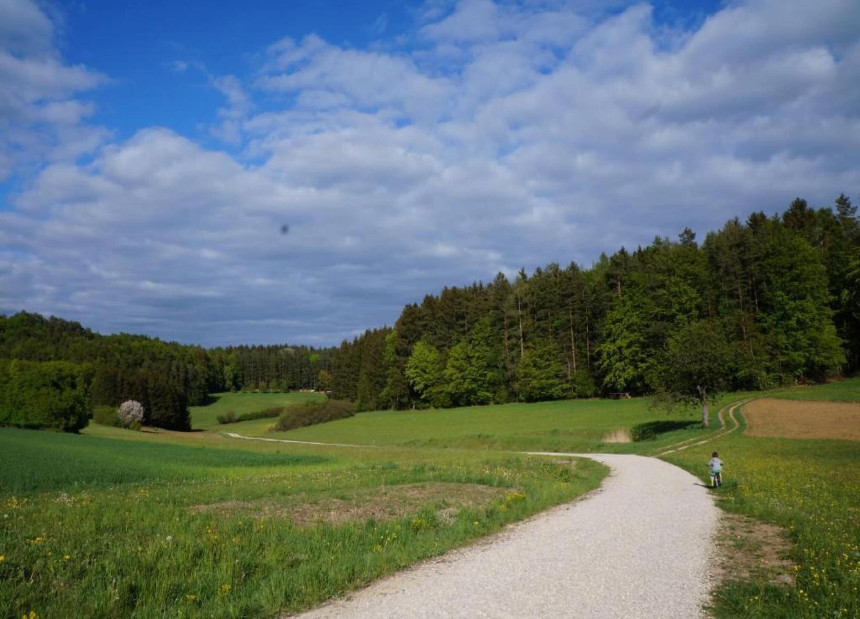 Ländliche Landschaft mit einem Schotterweg, der durch grüne Felder und einen dichten Wald führt.