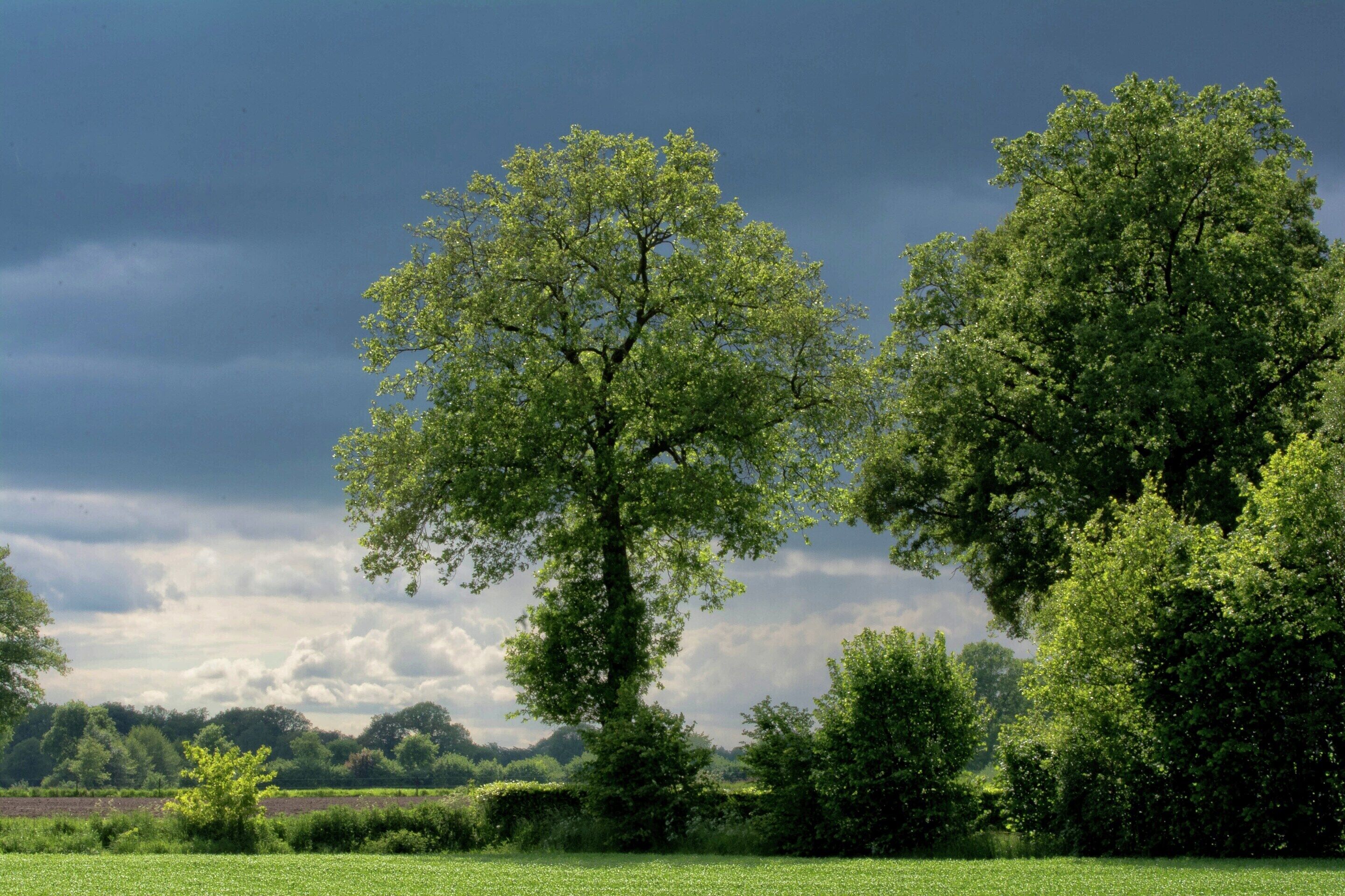 Een landelijk landschap met bomen en een veld.