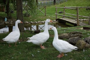Comfort Apartment, 3 Bedrooms | Property grounds - Apartment on Farm Amidst the Umbrian Hills (Todi)