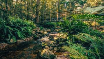 A wooden bridge over a stream in a forested area with ferns and rocks.