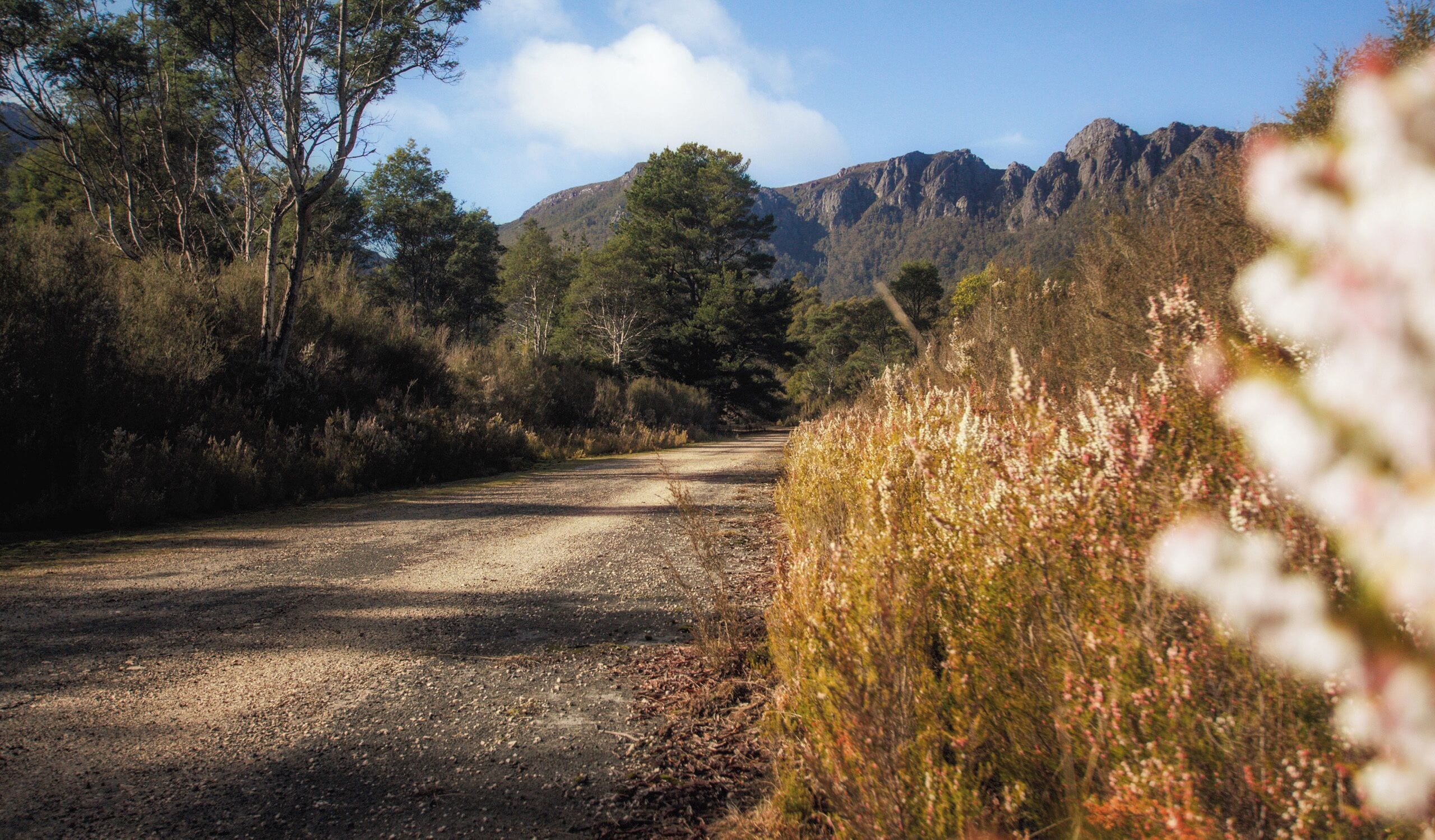 A gravel road flanked by trees and wildflowers, leading towards a mountain range.