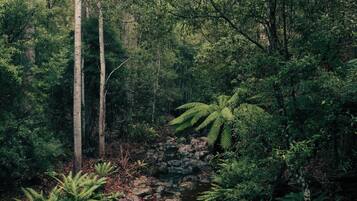 Une forêt dense, avec de grands arbres et un ruisseau aux rives rocheuses.