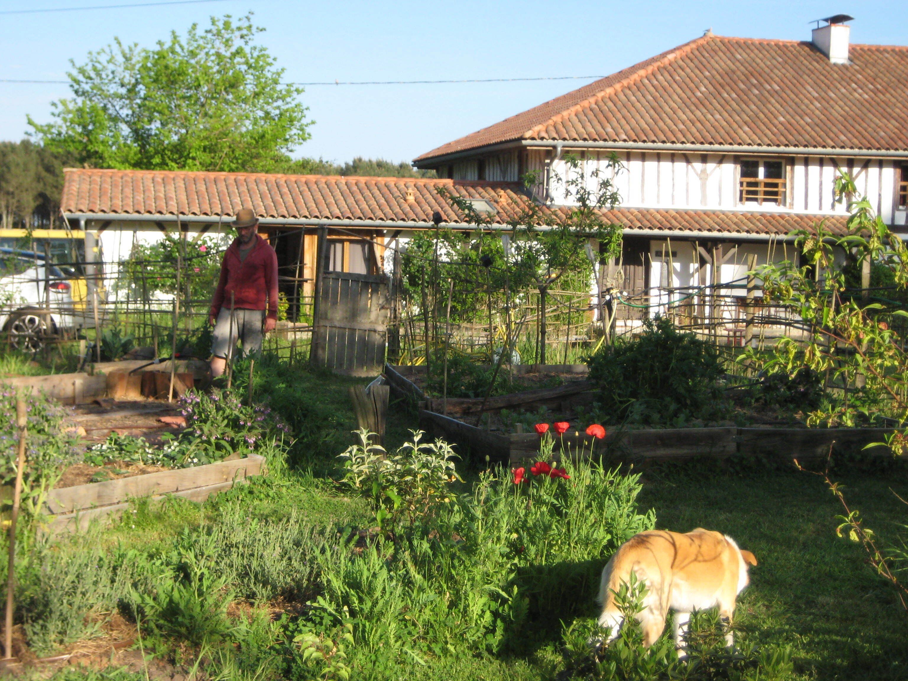 A rural setting with a house, garden, and a dog.