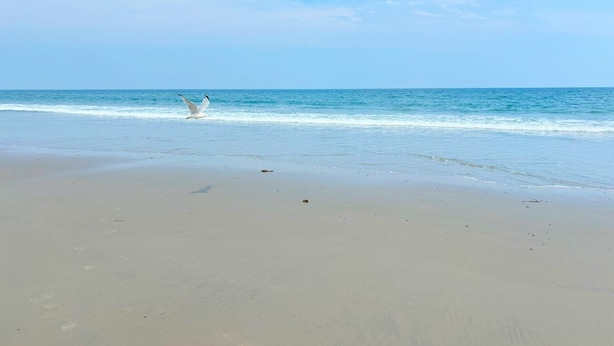 Ein Strand mit einer Möwe und ruhigen Wellen.