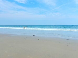 A beach with a seagull and calm waves. - Steps to Beach seaside retreat. 3BR 2BA home where comfort meets charm; (Hampton)
