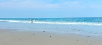 Seaside retreat for 8. Steps to beach, board walk. 3 car parking, deck.