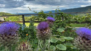 Viñedo con flores moradas en primer plano y vistas de montañas al fondo.