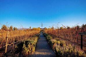 En sti gennem et vinparcellem med rækker af vinstokke, og et skilt der angiver 'Cabernet Sauvignon'-druer.
