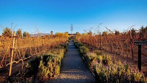 A vineyard pathway with rows of grapevines and a sign indicating 'Cabernet Sauvignon' grapes. - Vinyard Cabin - Luna del Valle (Valle de Guadalupe)