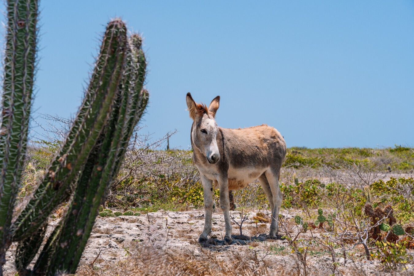 Un ase al desert, amb vegetació escassa i cactus.