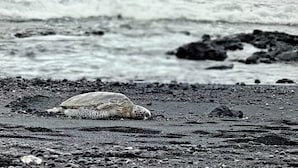 Una tartaruga su una spiaggia rocciosa, con le onde sullo sfondo.