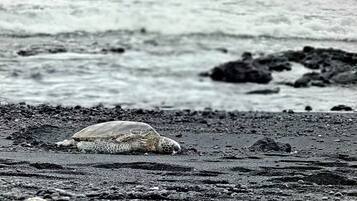 Beach nearby, beach towels