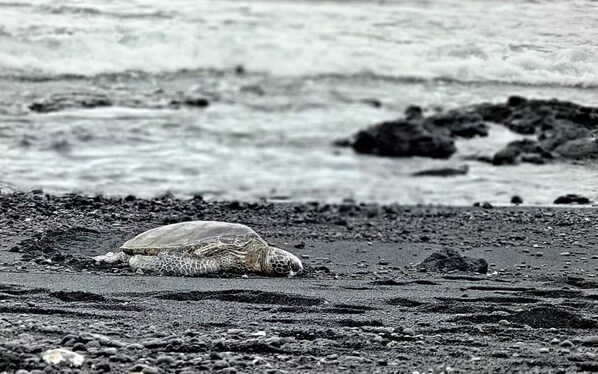 A turtle on a rocky beach with waves in the background.