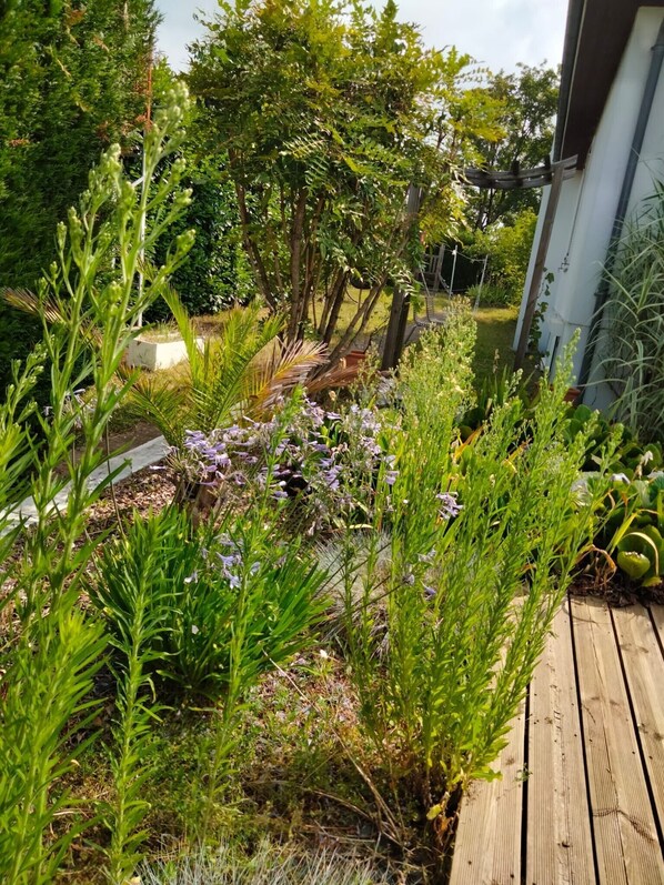 A garden with various plants and a wooden deck.