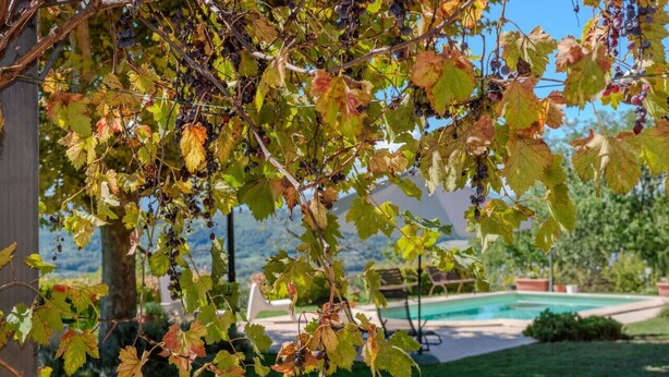 En vingård med vinrankor och en swimmingpool i bakgrunden.