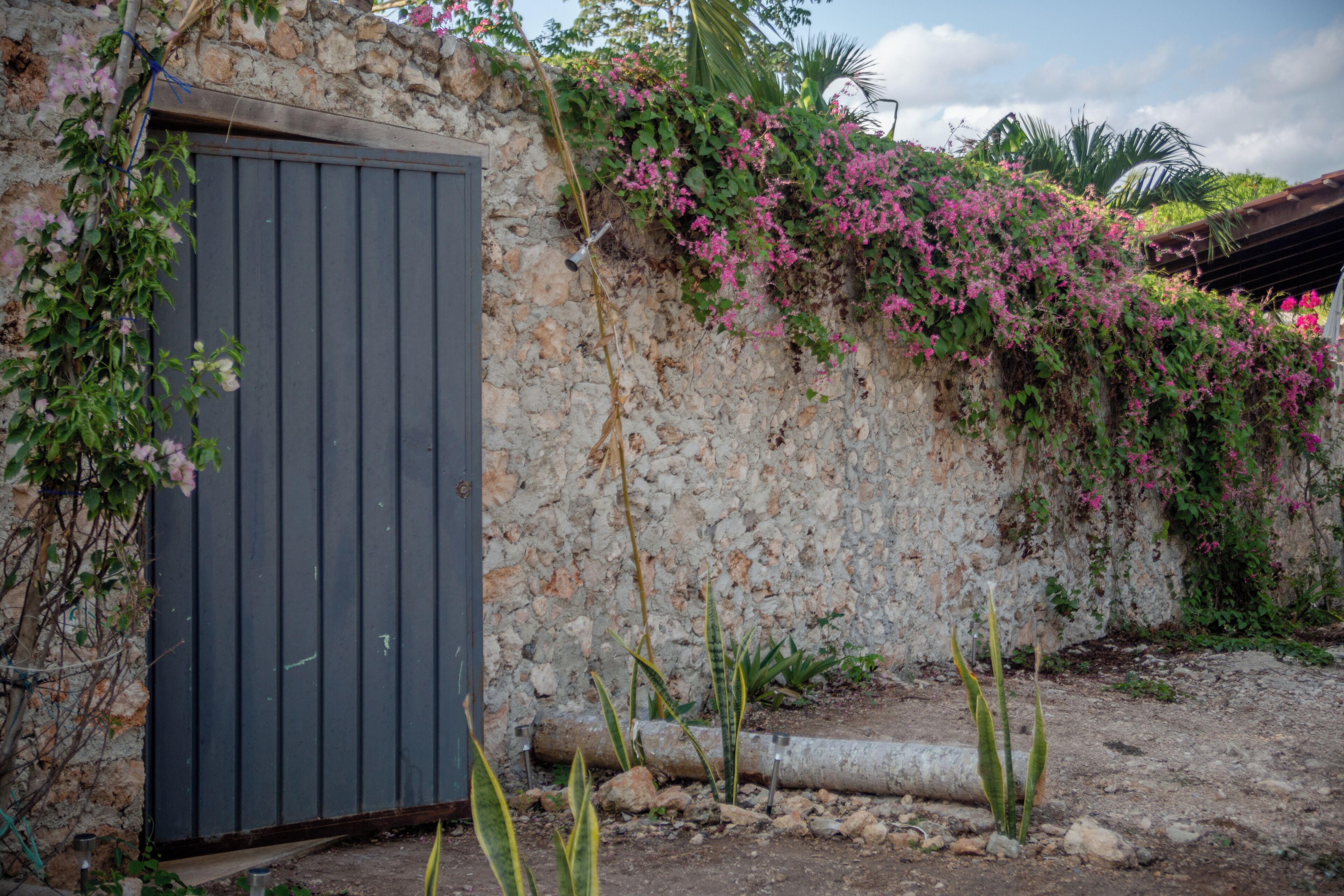 A rustic stone wall with a metal door, overgrown with pink flowering vines.