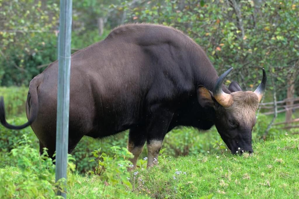 Un grande toro nero che bruca in una zona erbosa, con una recinzione e vegetazione sullo sfondo.
