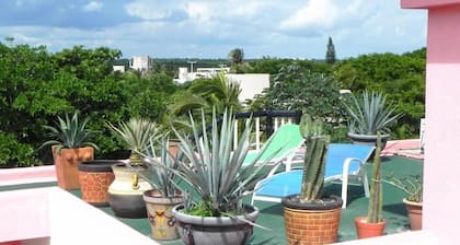 Casa Gatos