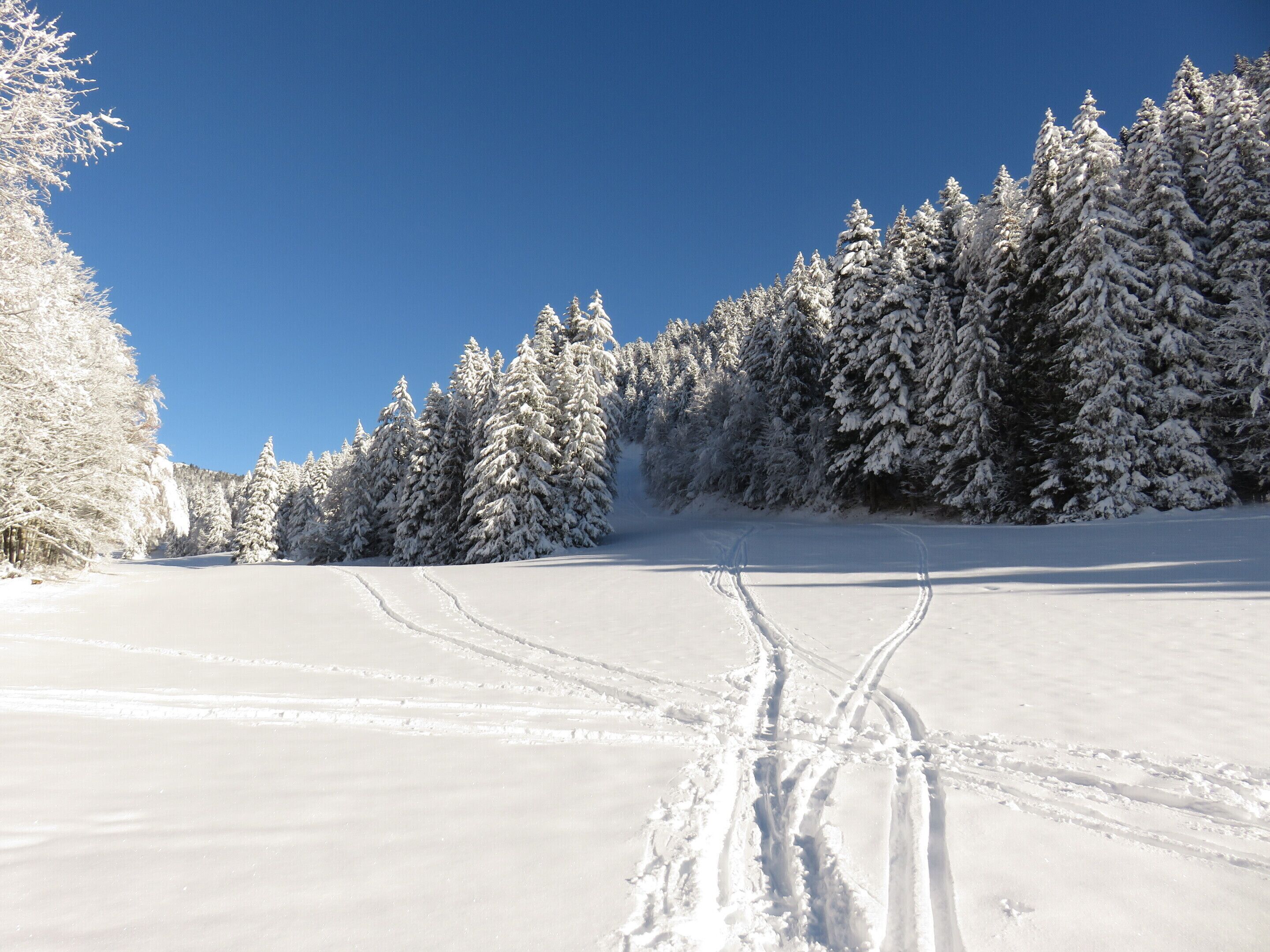 A snowy landscape with a clear sky, a path leading through the trees, and a snow-covered ground.