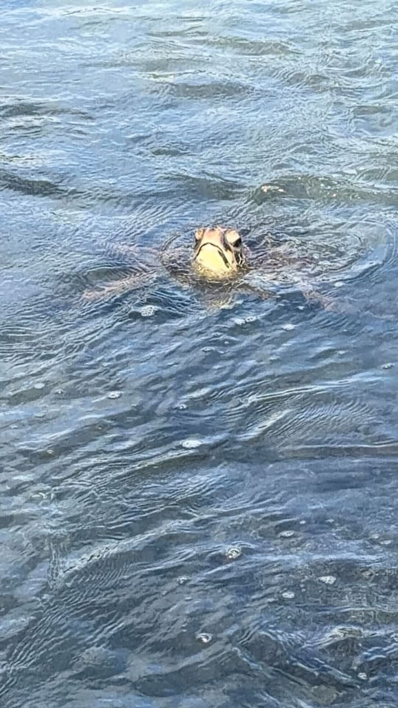 A body of water with ripples and a person swimming.
