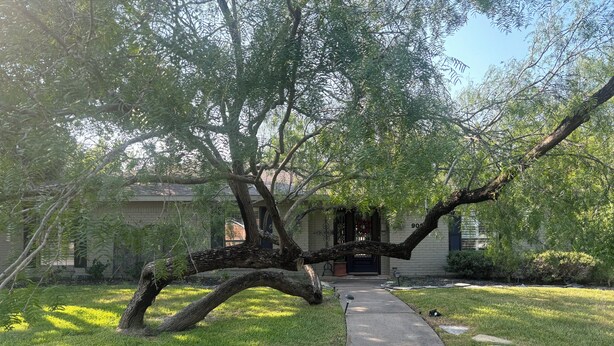 A residential property with a paved pathway leading to a house with a number '909' on the door. - Charming 3-bedroom home in quiet Bryan neighborhood in the heart of AggieLand! (Bryan)