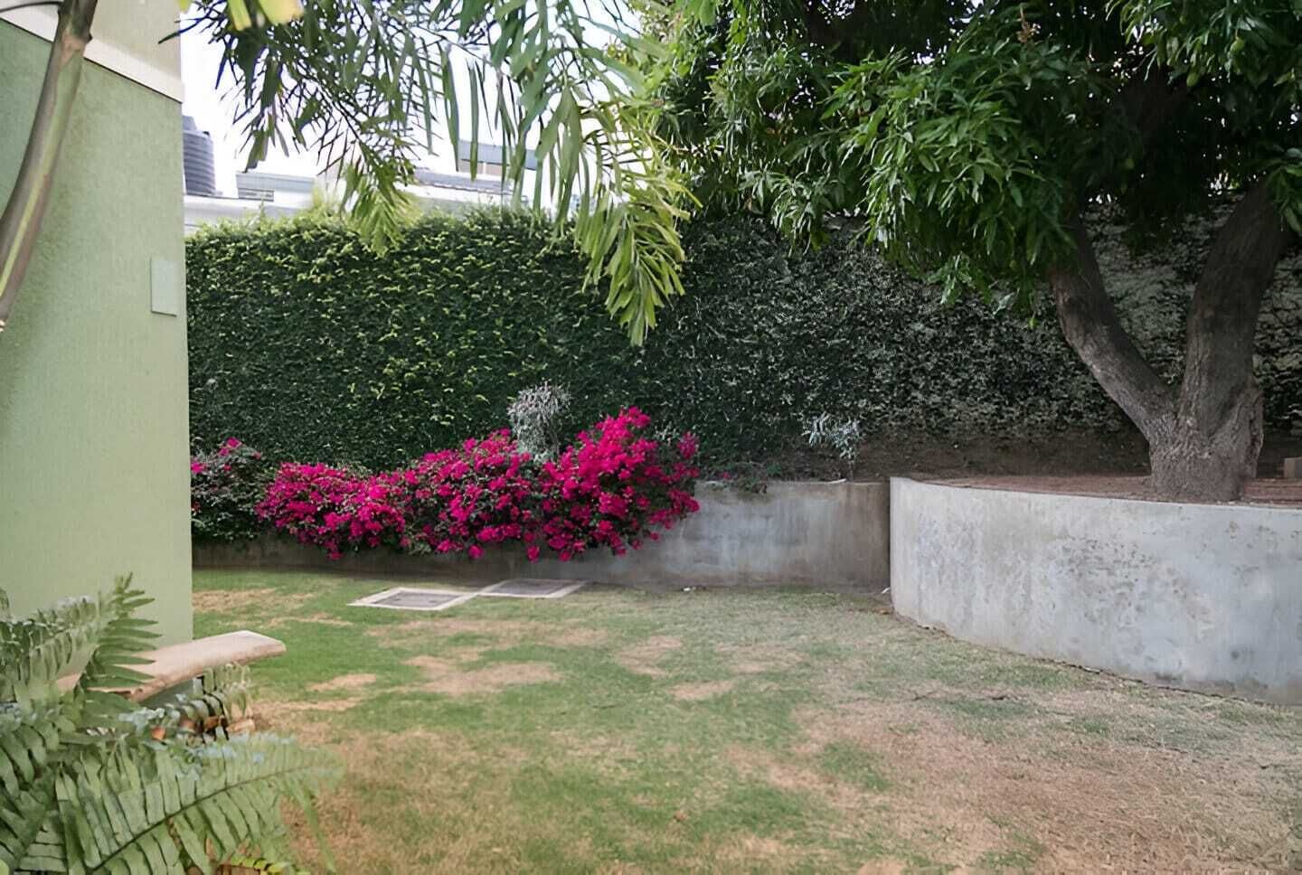 A garden with a hedge, flowering plants, and a tree.
