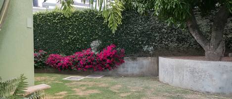 Un jardin avec une haie, des plantes à fleurs et un arbre.