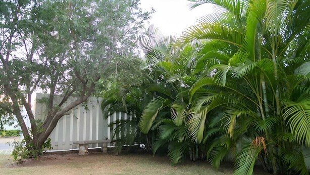 Un jardin avec une clôture en bois, un arbre et diverses plantes tropicales.