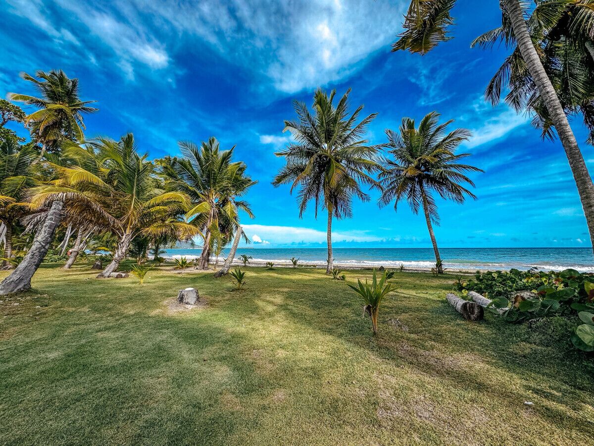 A tropical landscape with palm trees and a view of the ocean.