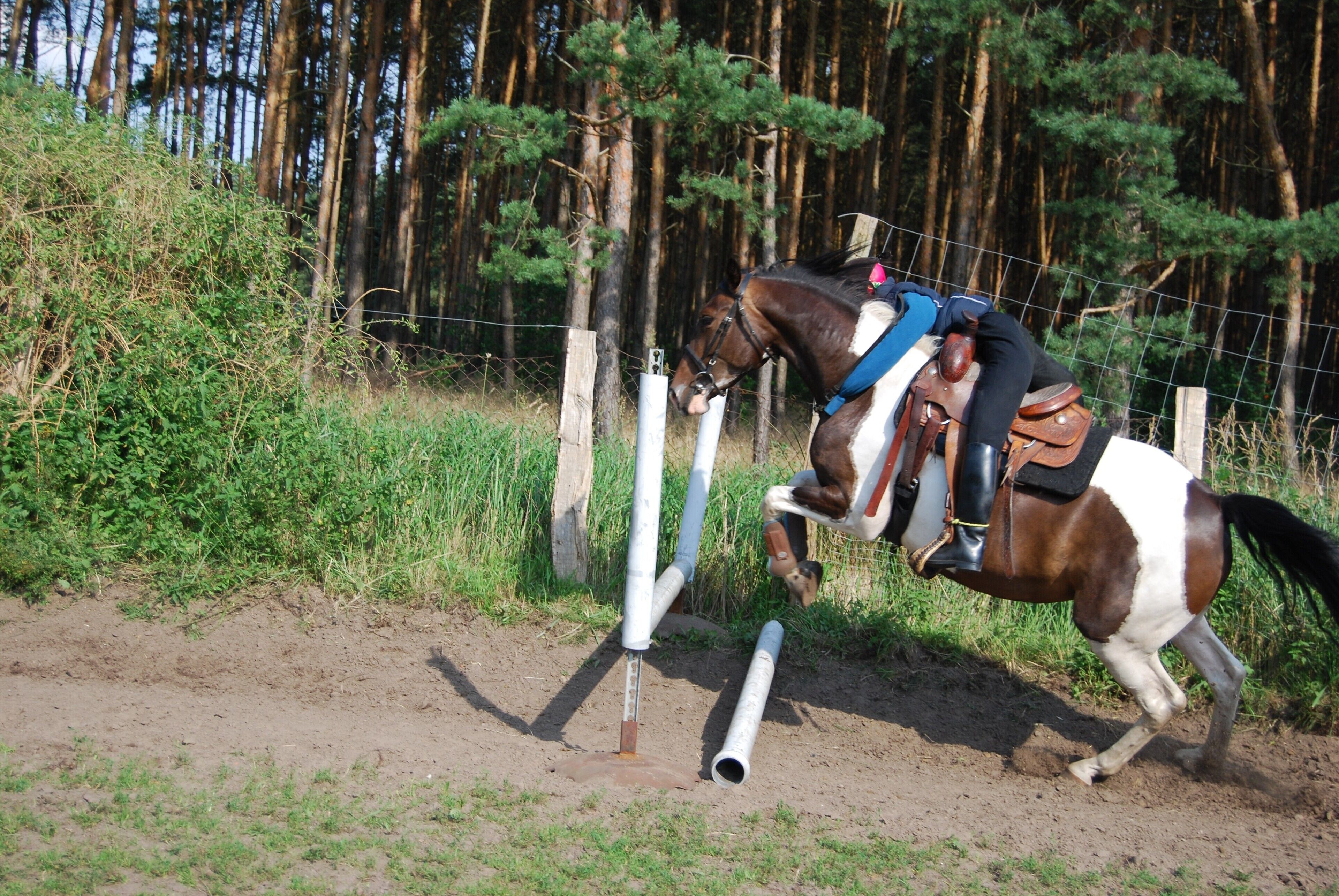 A horse jumping over an obstacle in an outdoor setting with trees in the background.