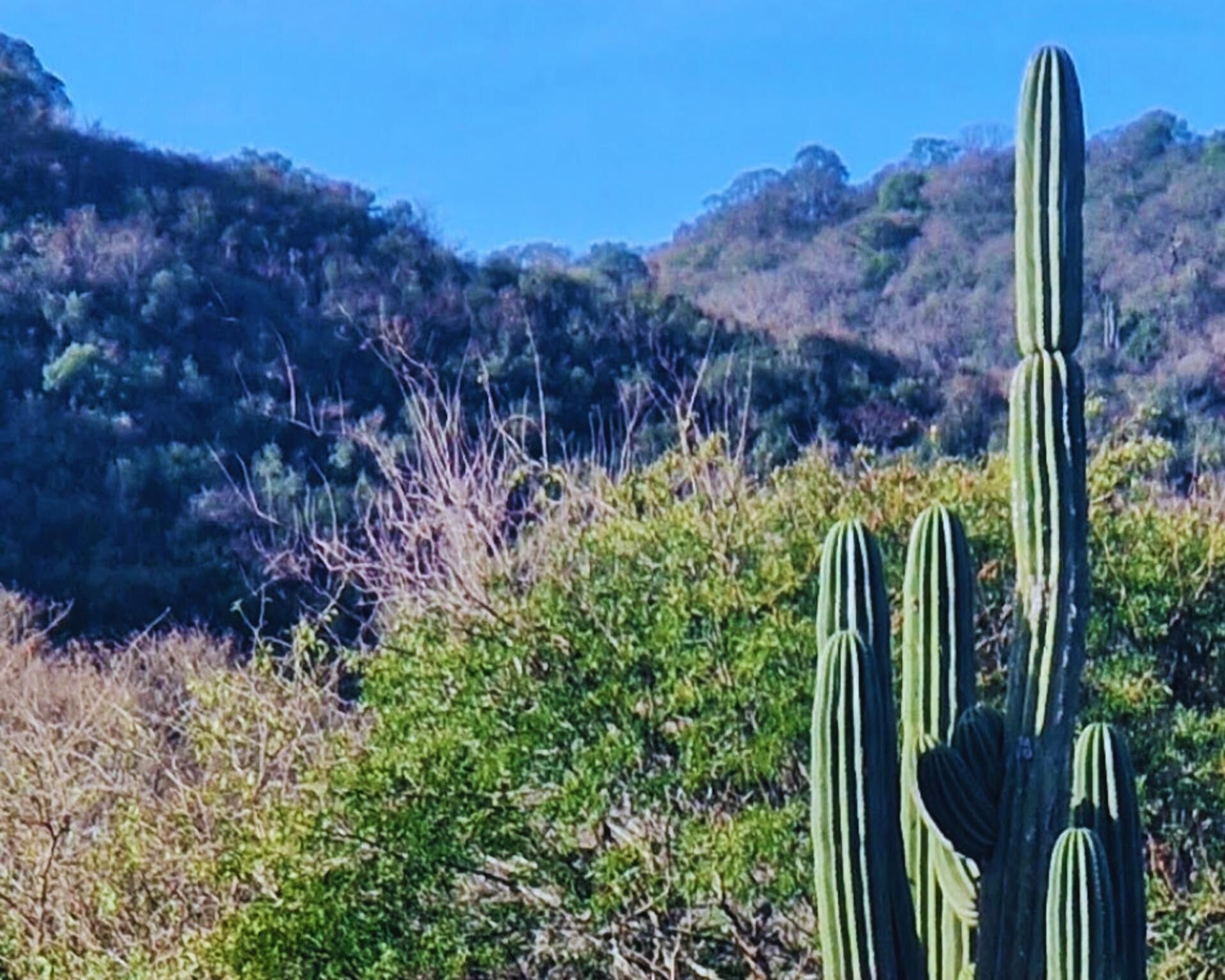 Un paysage désertique avec un grand cactus au premier plan et une colline boisée à l’arrière-plan.